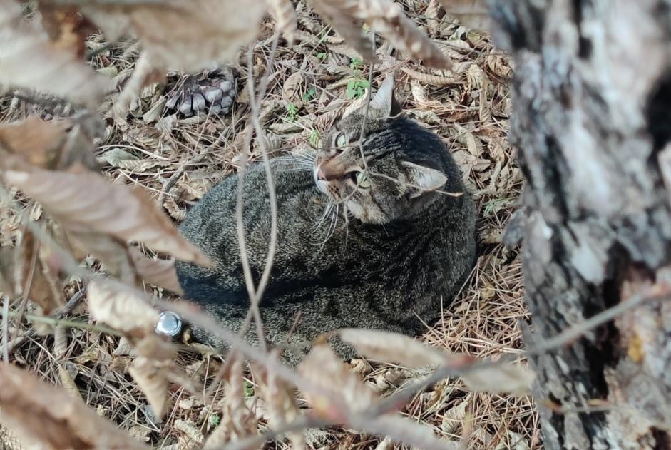 Fundmeldung Katze  Unbekannt Cesson Frankreich