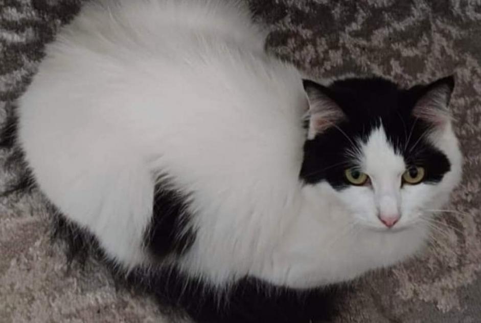 Alerta de Desaparición Gato cruce  Hembra , 4 años Maisoncelles-en-Brie Francia