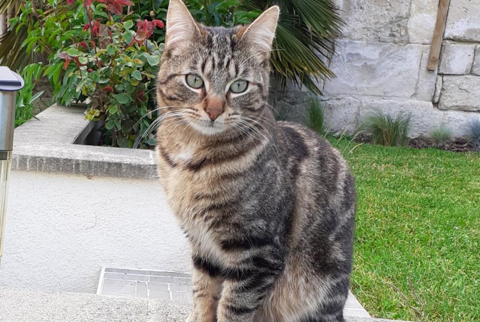 Alerte Disparition Chat Mâle , 4 ans Messy France